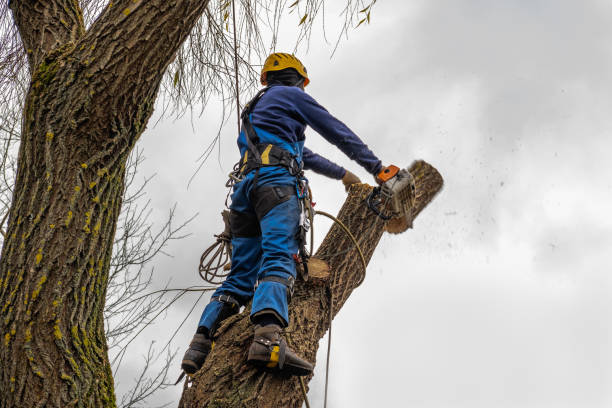 Best Residential Tree Removal  in Silver Summit, UT